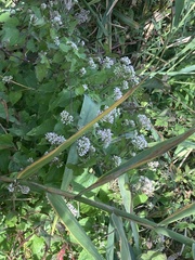 Mikania scandens