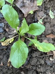 Erigeron philadelphicus