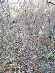 Syringa