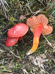 Hygrocybe splendidissima