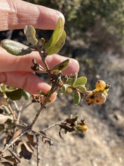 Lonicera subspicata denudata