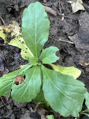 Erigeron philadelphicus