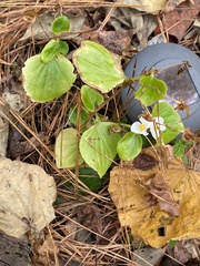 Begonia semperflorens-cultorum