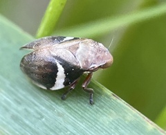 Bathyllus albicinctus