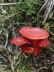 Hygrocybe splendidissima