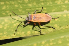 Largidae