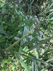 Mikania scandens