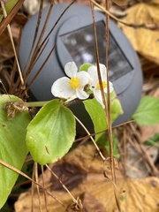 Begonia semperflorens-cultorum