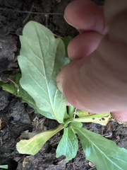 Erigeron philadelphicus