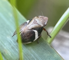 Bathyllus albicinctus
