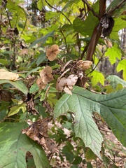 Hydrangea quercifolia