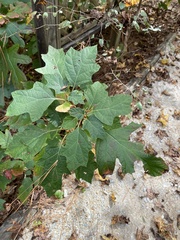 Hydrangea quercifolia