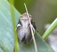 Bathyllus albicinctus