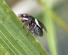 Bathyllus albicinctus