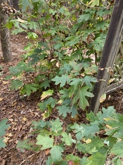 Hydrangea quercifolia