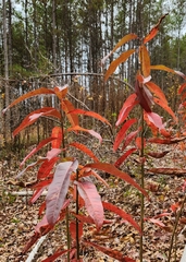 Oxydendrum