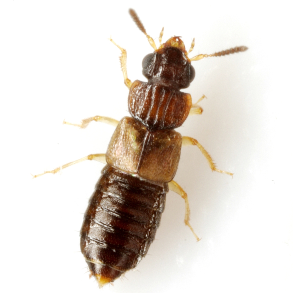 Anotylus