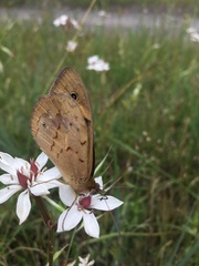 Heteronympha merope
