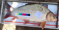 Carpiodes cyprinus