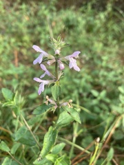 Stachys floridana