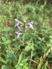 Stachys floridana