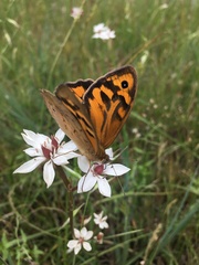 Heteronympha merope