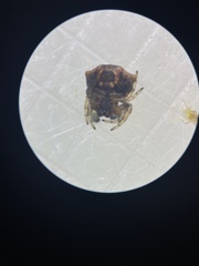 Thelacantha brevispina