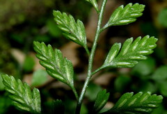 Asplenium hookerianum