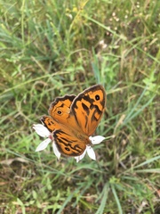 Heteronympha merope