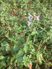 Stachys floridana