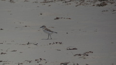 Charadrius marginatus