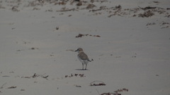 Charadrius marginatus