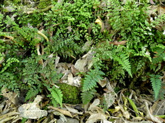 Asplenium hookerianum