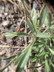 Boechera platysperma