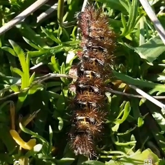 Ormiscodes cinnamomea