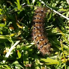 Ormiscodes cinnamomea