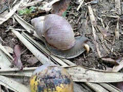 Megalobulimus