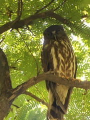 Ninox scutulata
