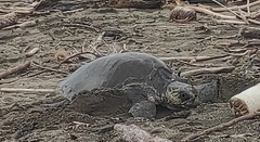 Lepidochelys olivacea