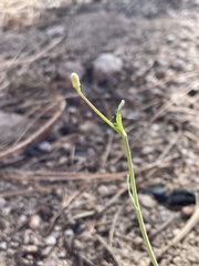 Boechera platysperma