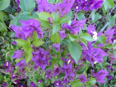 Bougainvillea glabra