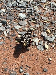 Papilio anactus