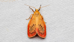 Miltochrista miniata