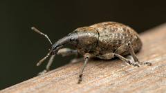 Lepyrus capucinus