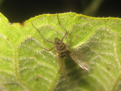 Entomophthora