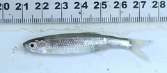 Notropis atherinoides