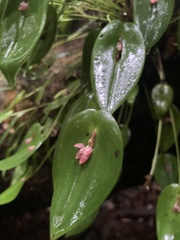 Pleurothallis