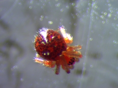 Ruborridion musivum