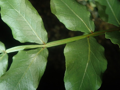 Image of Schotia brachypetala by (c) agujaceratops, some rights reserved (CC BY)
