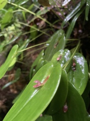 Pleurothallis